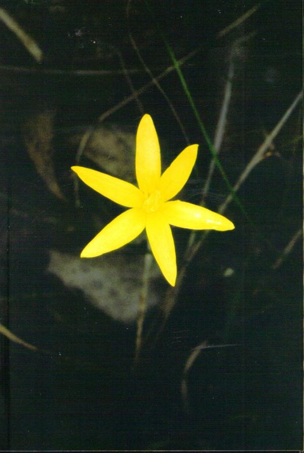 Hypoxis vaginata